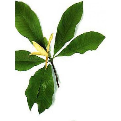 Magnolia parasol Pot de 3L/4L (1/5)