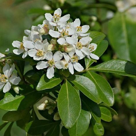 Choisya Ternata - Photinia - 25-30 cm en pot : Arbuste aux feuilles vertes brillantes et aux fleurs blanches parfumées en fin de printemps. (1/3)