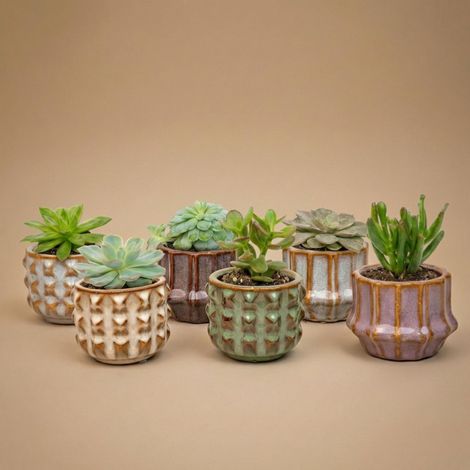 Lot de 6 Succulentes Naturelles en Pots de Céramique Style Barcelona Hauteur 8-12 cm - PANGIVO