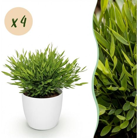 Bamusa Pogonatherum Monica - Lot de 4 Plantes d'Intérieur Herbe de Bambou - Pot Blanc 12 cm - 20 cm - PANGIVO (1/5)