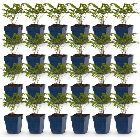 Astilbe Fanal Plante Vivace d'Ombre à Fleurs Rouges - Lot de 24 - Pot 11 cm - PANGIVO (1/5)