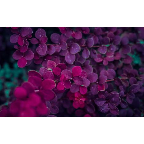 Tableau fleurs violettes sur une branche - 80x50 cm (1/5)