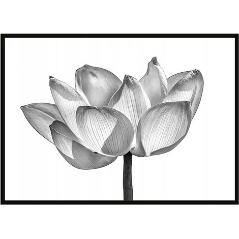 Póster con marco 53x73 cm Flor P1044 (1/3)