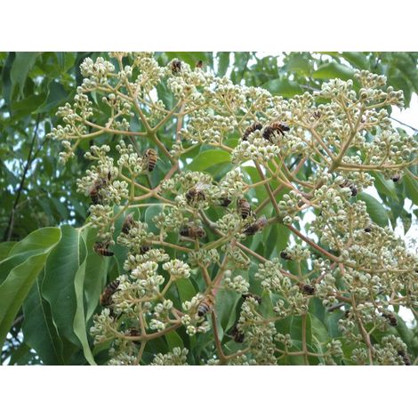 EVODIA ALBERO DEL MIELE (1 PIANTA) (1/2)