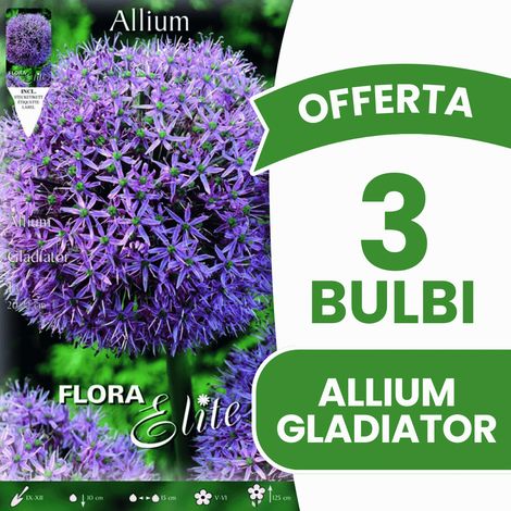 OFFERTA 3 BULBI ALLIUM GLADIATOR