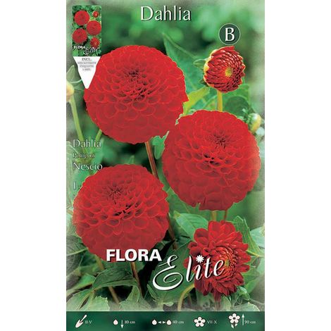 DAHLIA POMPON NESCIO (CONFEZIONE DA 1 BULBO)