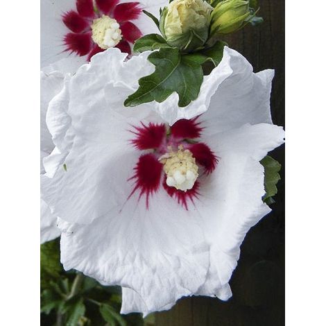 Mauve en arbre 'Sup'Heart' Pot de 3L/4L