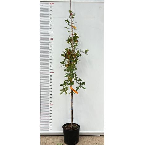 PIANTE DI QUERCIA CERRO Q. CERRIS IN VASO 24 CM ALTEZZA 170 CM (foto reale)