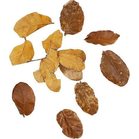 10 feuilles séchées