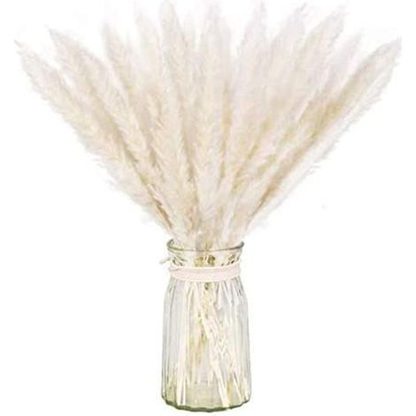 Paquet séché naturel d'herbe de pampa sèche pour la décoration intérieure 30pcs blanc (1/5)