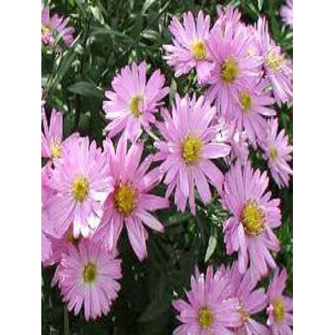 Aster nain 'Rosenwichtel' Godet de 8/9 cm (1/2)