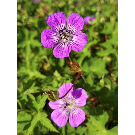 Géranium vivace 'Magical All Summer Delight' Godet de 8/9 cm (1/2)
