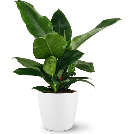 Philodendron Imperial Green Plante d'intérieur avec Pot Blanc Ø 19 cm Hauteur 65 cm Vert - PANGIVO (1/5)