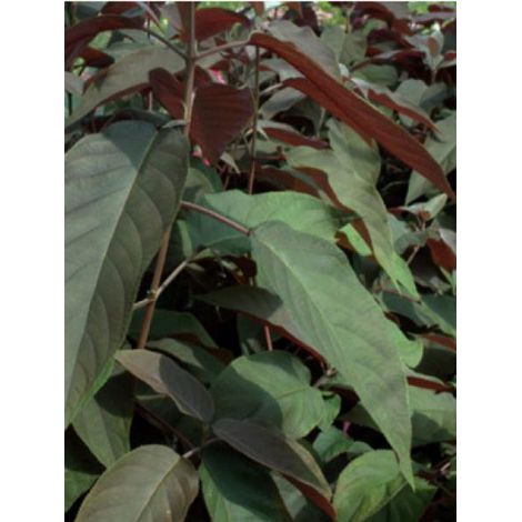 Hortensia aspera 'Hot Chocolate' Pot de 3L/4L (1/3)
