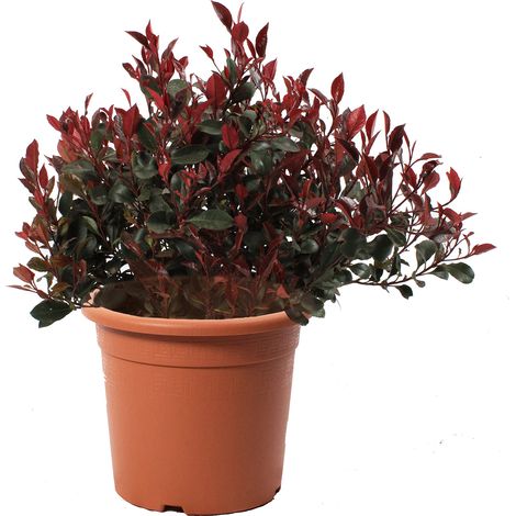 Photinia Little Red Robin - Pianta di Fotinia Nana - Piante Vere da Esterno - H 40-50 cm Vaso Ø 24 cm (1/3)