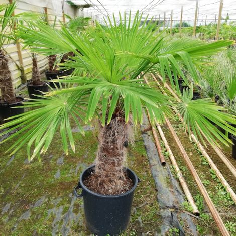 Palma cinese di Chusan "Trachycarpus fortunei" pianta in mastello 35 cm