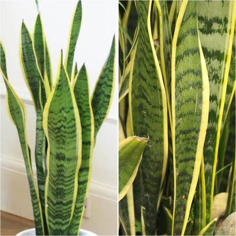 Planta Natural Sanseviera. Espada de San Jorge. Altura 50 Cm