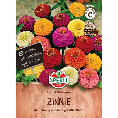 Sperli – Zinnia « Liliput » en mélange – Graines de fleurs, hauteur env. 50-60 cm (1/2)