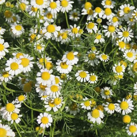 Camomille romaine 500 graines Anthemis Nobilis Groundcover (1/5)