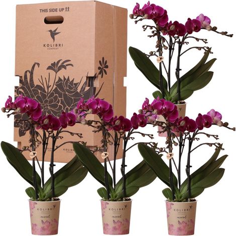 Lot de 4 Orchidées Naturelles Boîte Surprise Unicolore Pot 9 cm Fraîches du Producteur - PANGIVO (1/5)