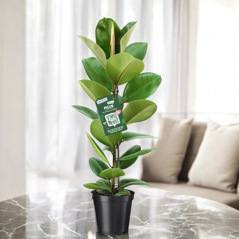 Gardenaria Ficus elastica 'Robusta' - Pianta da interno ornamentale - Altezza: 125/175 cm (vaso28)