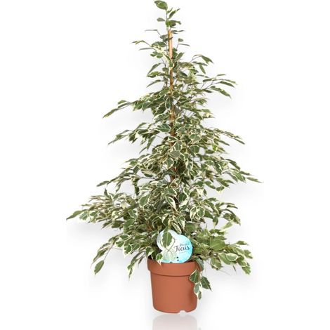 Gardenaria Ficus benjamina 'Twilight' - Pianta da interno ornamentale - Altezza: 140 cm (vaso 27)