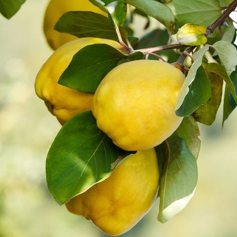 Piante da frutta innestata di 2/3 anni in vaso da 5 litri MADE IN ITALY - Melo cotogno