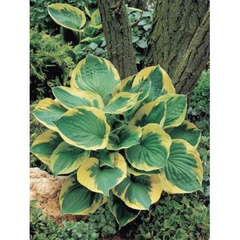 Hosta  'Twilight' Pot de 1,5L/2L (1/2)