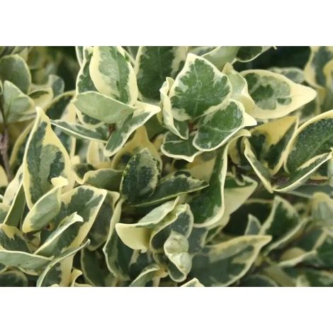 Gardenaria Ligustro - Ligustrum texanum 'Silver Star' - Arbusto ornamentale da giardino - Altezza: 40/60 cm (vaso19)