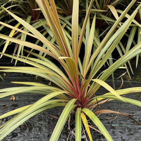 Cordyline australe 'Red Heart' Cordyline australis 'Red Heart' 60/90cm Pot 12L (1/4)