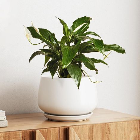 Keramik Blumentopf 25cm mit Untersetzer, mattweiß, für Innenbereiche (1/5)