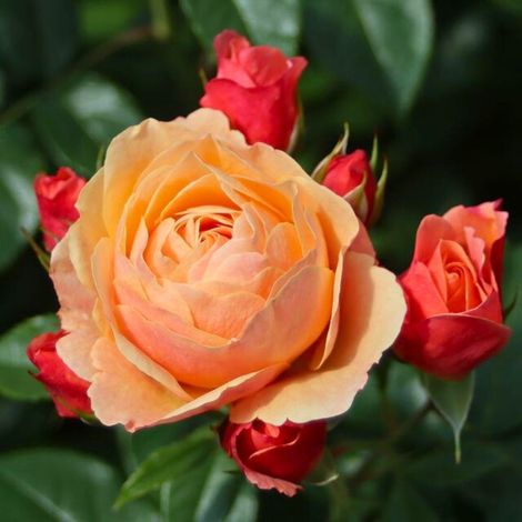 Gardenaria Rosa 'Creme Brulée' - Rosa da giardino - Altezza: 40/50 cm (vaso20)