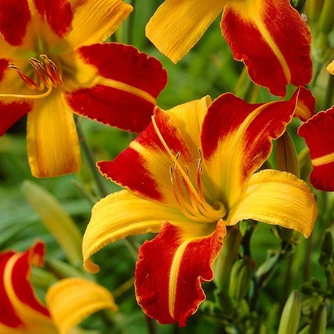 4 x Lis d'un jour - Hemerocallis 'Frans Hals' - godet 9x9 cm (1/4)