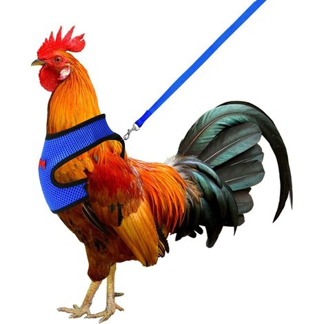 1 Harnais Réglable Pour Poulet, Gilet En Maille Respirant, Laisse Incluse Pour Oie Canard 1-5kg (1/5)
