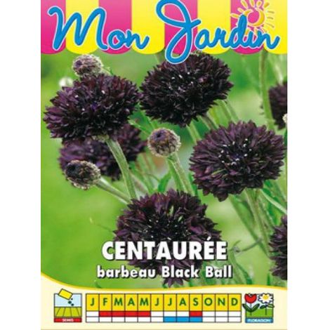 Centaurée 'Black Ball' le sachet de 350 graines (2g) (1/2)