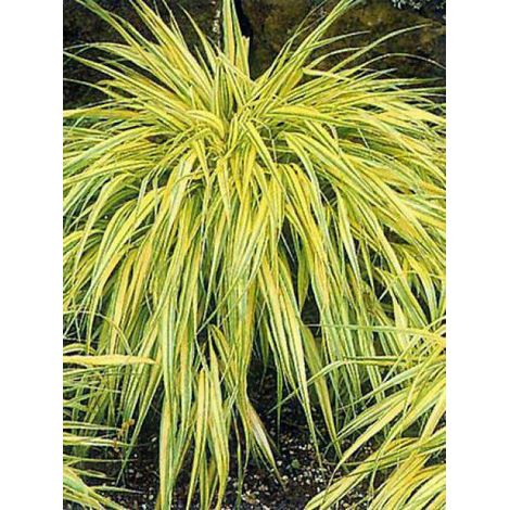 Herbe du Japon 'Aureola' Godet de 8/9 cm (1/4)