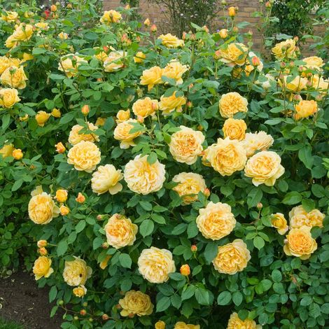 Gardenaria Rosa 'Golden Celebration' - Rosa da giardino - Altezza: 40/50 cm (vaso20)