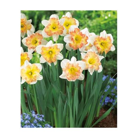 NARCISSE TAURUS - 5 BULBES