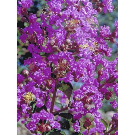 Lilas des Indes 'Pecharmant' Pot de 7,5L/10L (1/4)