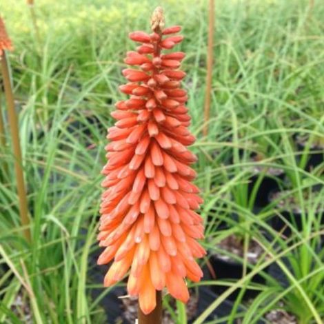 4 x Tritoma - Kniphofia 'Nancy's Red' - godet 9x9 cm (1/4)