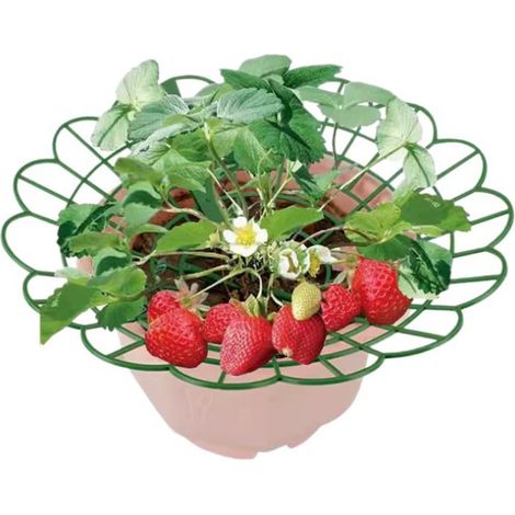 Supports fraisiers x2 support rond plantes plateau protection fruits anti pourriture feuilles jardin potager