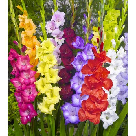 Mélange de bulbes de glaïeuls - 80 bulbes - Glaïeuls variés pour le jardin - Floraison estivale - Hauteur : 100 cm - Sélection Jardin (1/2)