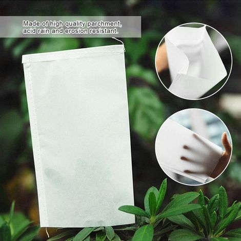 100 sachets pour hybridation blé-maïs, papier calque, manchon d'isolation pour la pollinisation, sachet en papier parchemin, 16 x 10 cm (1/5)