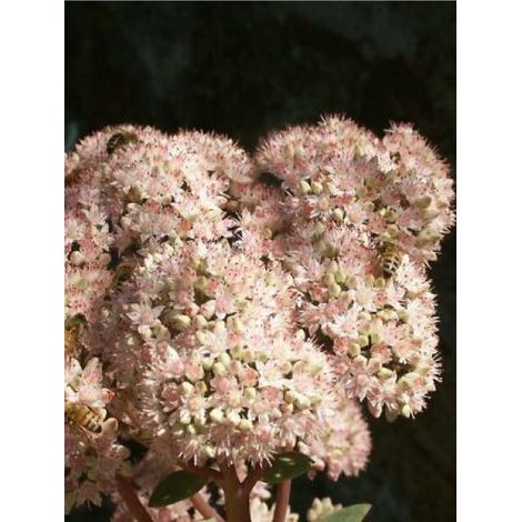 Orpin 'Matrona' Godet de 8/9 cm (1/3)