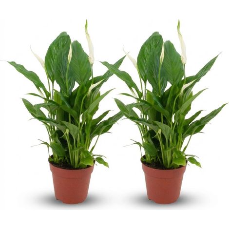 Spathiphyllum Fleur de Lune - Lot de 2 Plantes d'Intérieur Dépolluantes - Ø 12 cm - 35-40 cm - PANGIVO