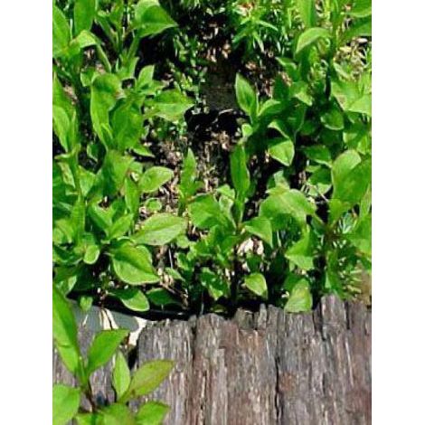 Aster nain 'Schneekissen' Godet de 8/9 cm (1/3)
