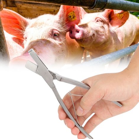 1 pince coupante en acier inoxydable pour animaux de ferme, outil d'identification des étiquettes d'oreilles de porc (forme en V) (1/5)