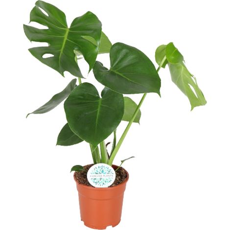 Monstera Deliciosa - Plante Verte d'Intérieur - Faux Philodendron - Pot Ø17cm - Hauteur 55cm - PANGIVO (1/4)