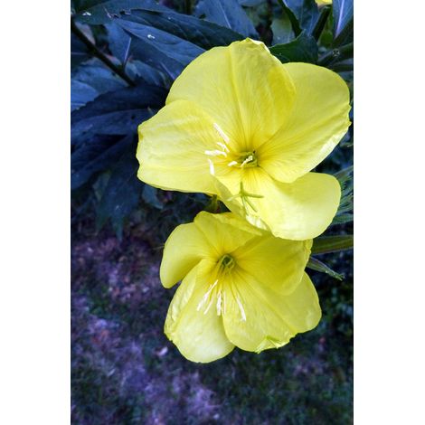Semillas de Onagra Com�n. Oenothera Biennis