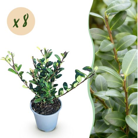 Ilex crenata Caroline Upright Lot de 8 Plantes pour Haie Persistant Vert Pot 9cm 25-30 cm - PANGIVO (1/5)